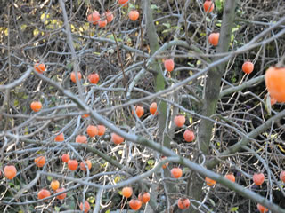 「果樹古品種園」