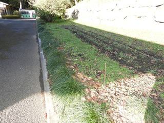 はるかのひまわり・シュウメイギク