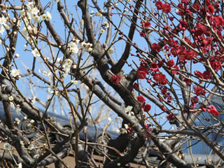 「梅花の開花」