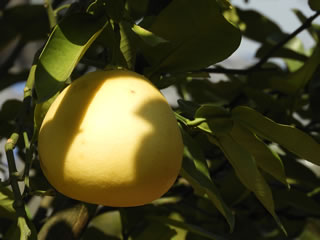 「果樹古品種園」