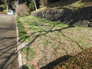 はるかのひまわり