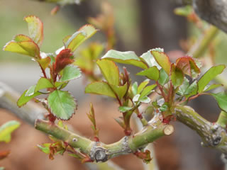 「バラの島・剪定」