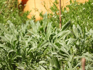 はるかのひまわり