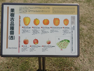 「果樹古品種園・リンゴ」
