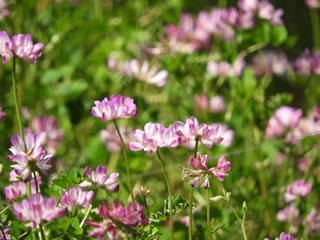 はるかのひまわり