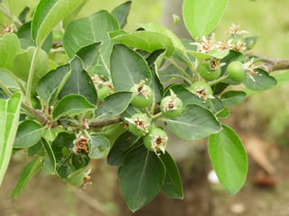 「果樹古品種園・リンゴ」