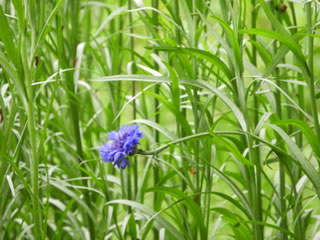 はるかのひまわり