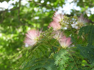 「ネムノキ・カイコウズ」
