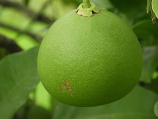 「果樹古品種園・もも・柑橘」