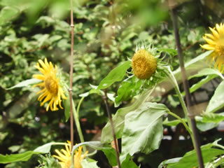 工事中・はるかのひまわり