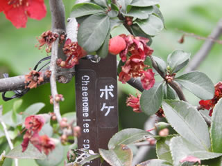 「十月サクラ」