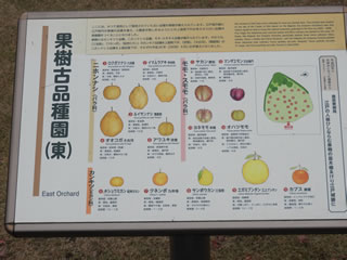 「果樹古品種園・柑橘」
