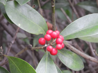 「工事中・鳥居がいっぱい」