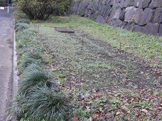 はるかのひまわり